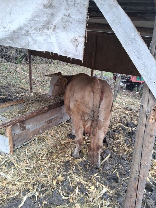 Vacă bălțata românească