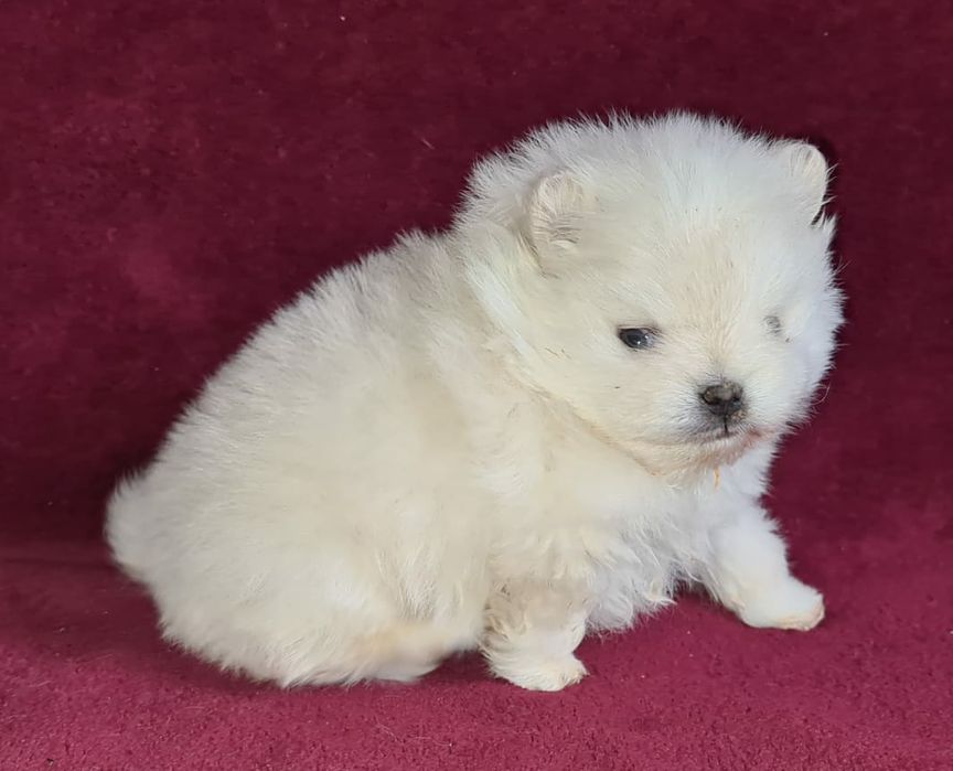 Продам шикарных щенков померашек