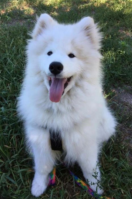Самоедская собака