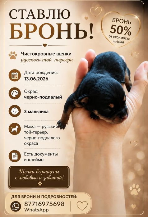 Русский той терьер