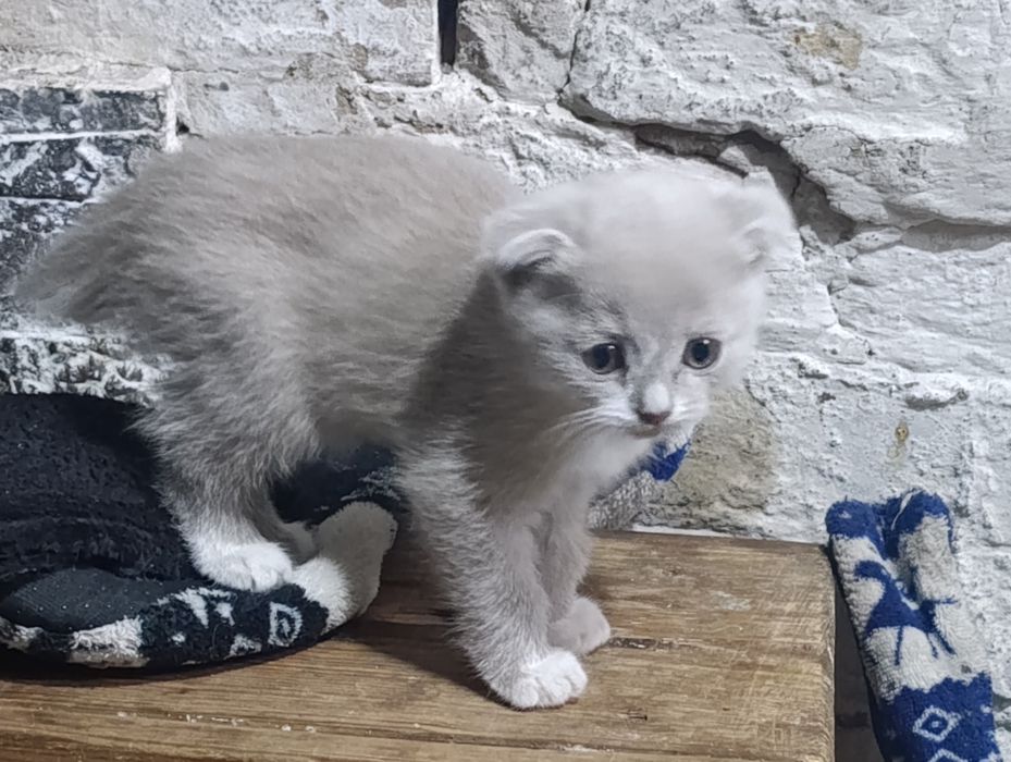 Отдам котят в добрые руки!!