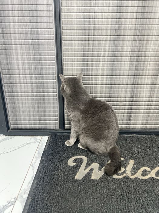 Britanskiy yoshi 2 da oʻgʻil bola