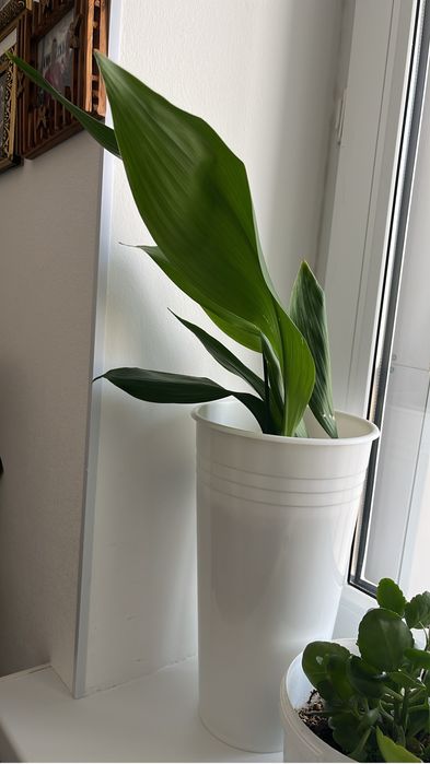 Цветы комнатные, разные