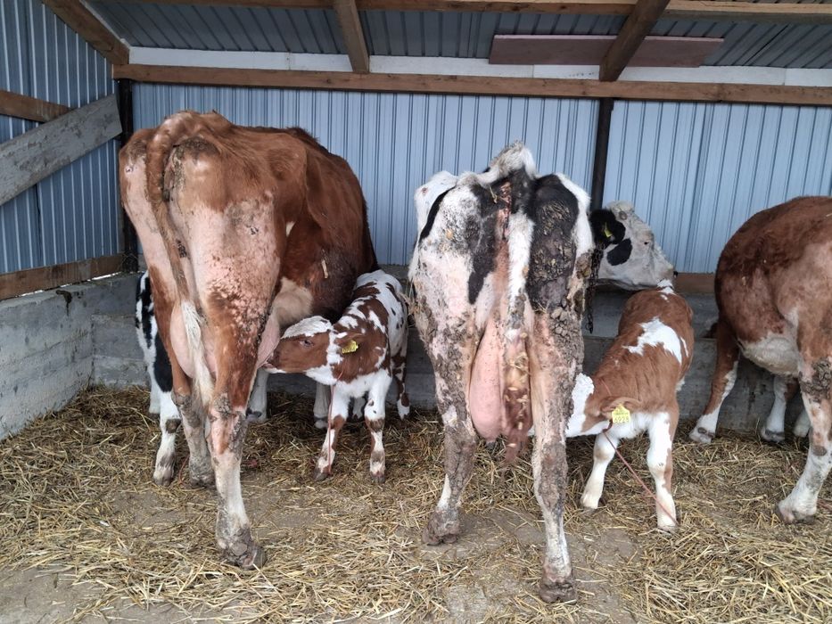 Vand 2 vaci cu lapte fara vitei fatat de 1 luna