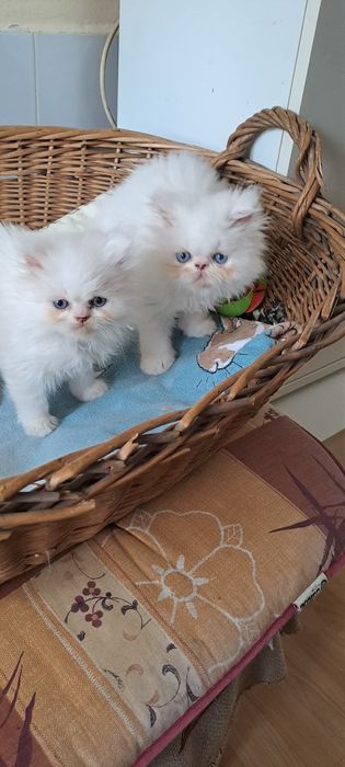 Две прекрасни синеоки бели персийчета,момче.и момиче!