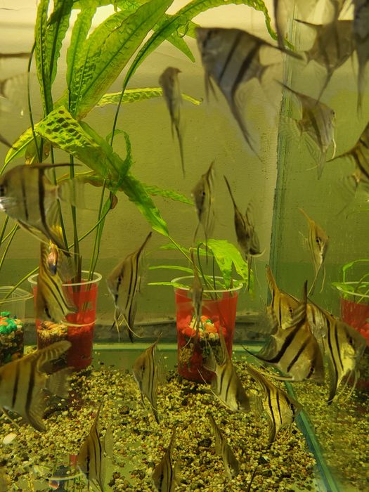 Скалярия манакапура