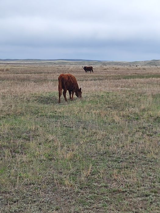 Коровы тайыншалар