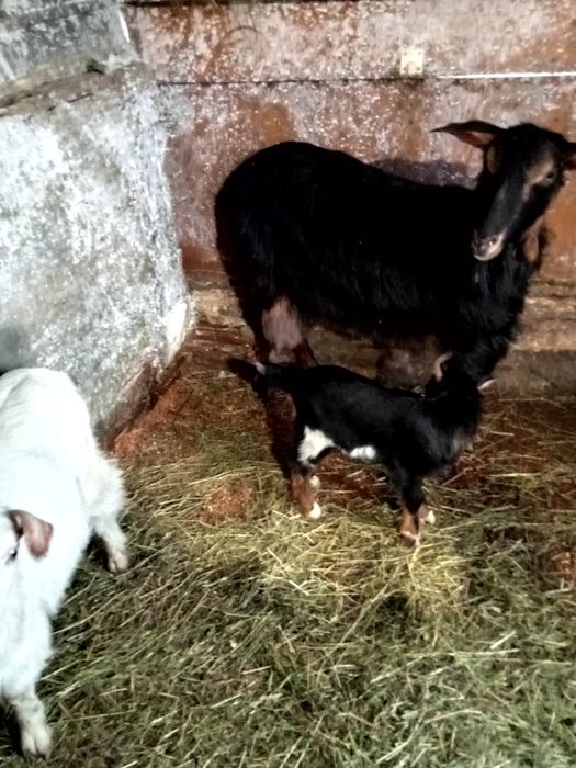 Schimb  cu rate lesesti ssu romanesti capră bună de lapte cu iadă și u