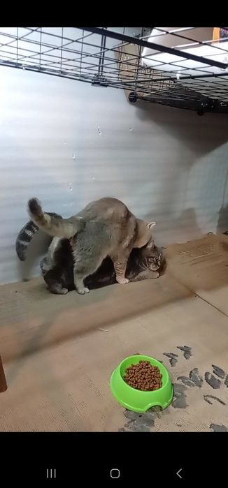 Вязка (текин) ва сақлаб туриш-передержка (пуллик)

Shotland fold mushu