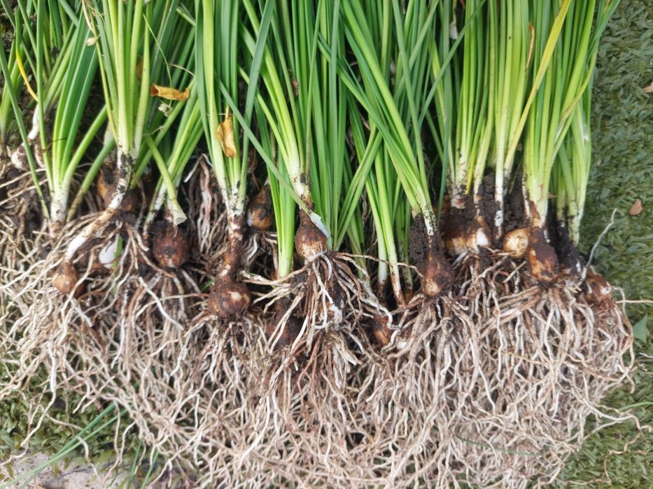 Зефирантес (выскочка) луковицы