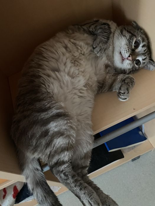 Кот Пумпа  ищет срочно Дом