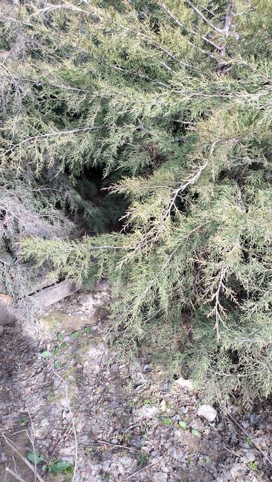 Шырша сатылады мажевелник