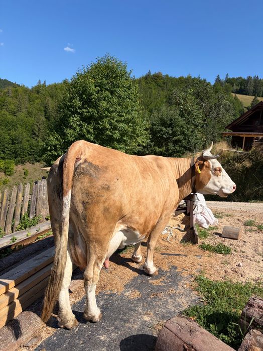 Vând vaca cu vitea