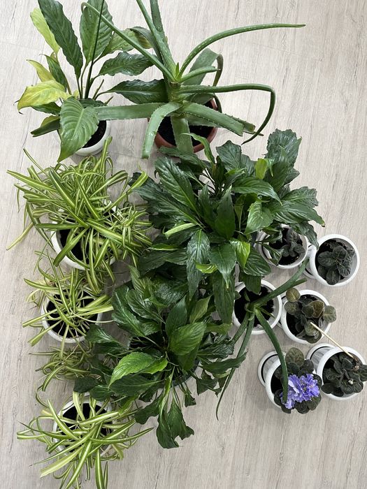 Продам цветы комнатные