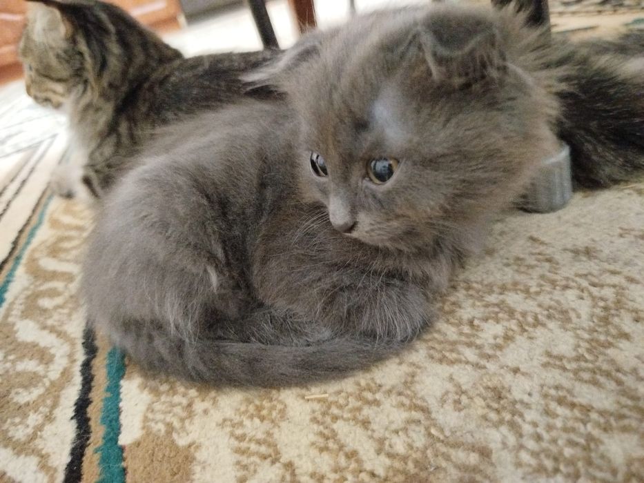 Кошка Котёнок котята