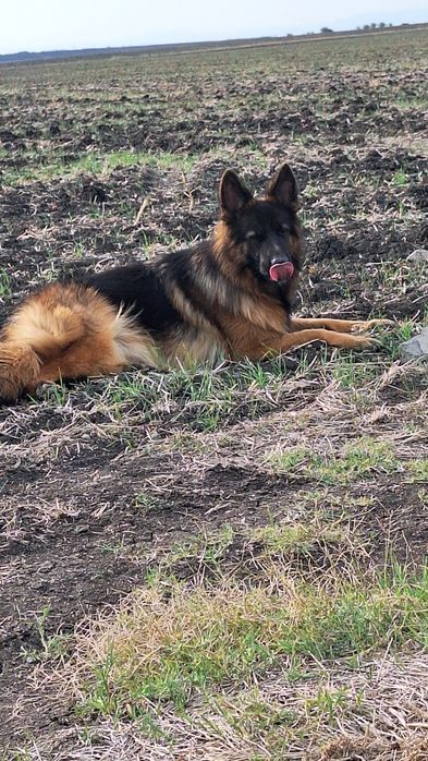 Малка немска овчарка