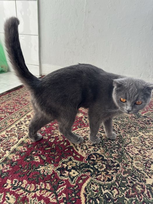 Мушук Скоттиш фолд