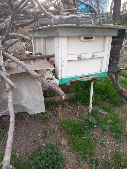 Асал ари уяси.  Улья для пчёл.