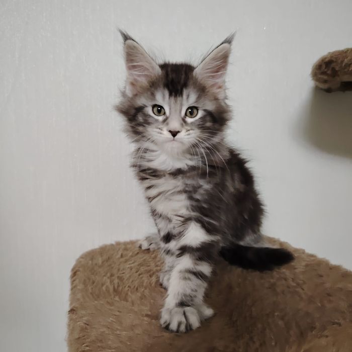 В продаже Котята Мейн-кун