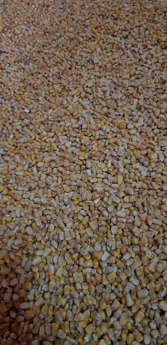 Porumb boabe 1,5 lei / kg. Recolta 2025.