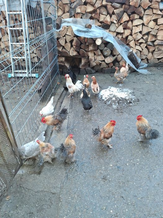 Vind  cocosi matasa japoneza