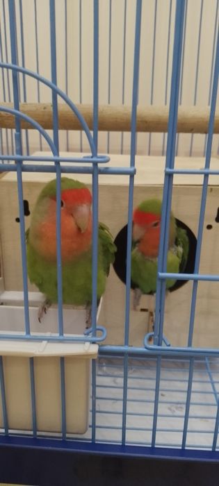 Попугаи неразлучники