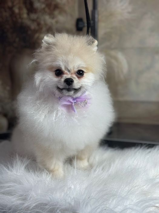 Немецкий шпиц девочка