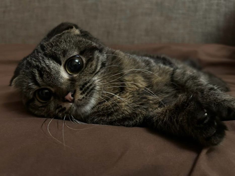 Отдам кошечку , Мия