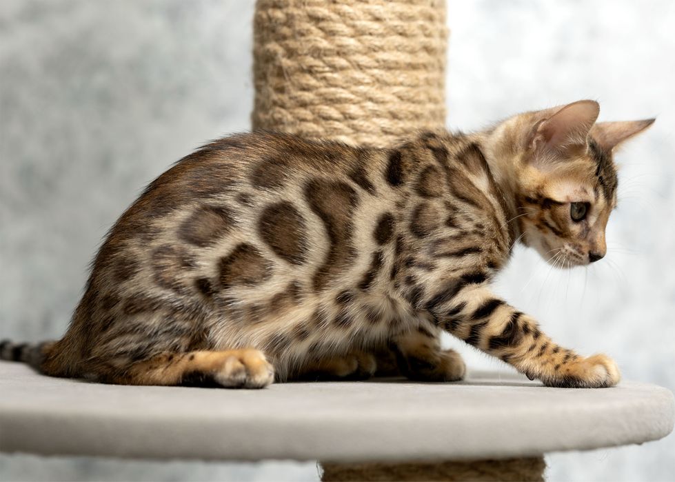 Чистокровные бенгальские котята