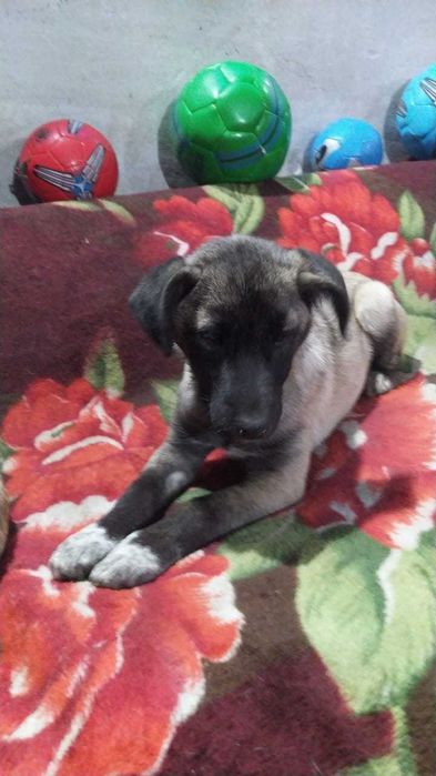 Щенок Сима 3 мес