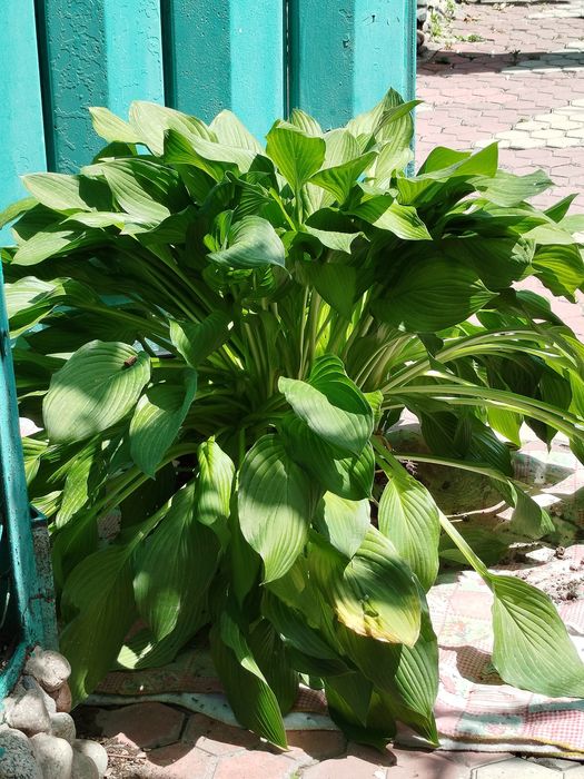 Цветы, цветы, цветы