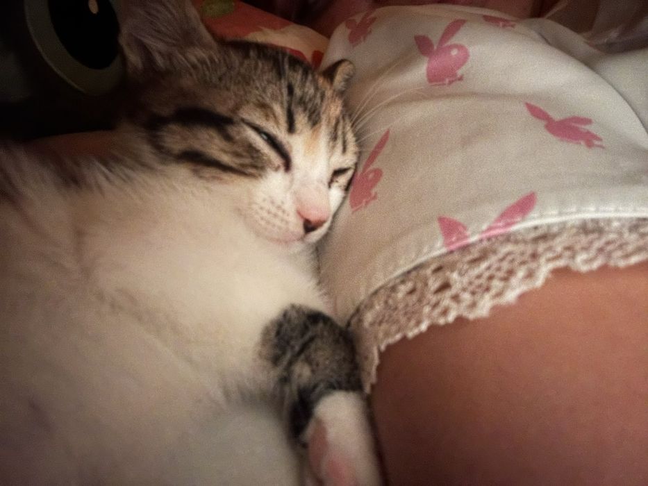 Котенце на два месеца. Момиче.