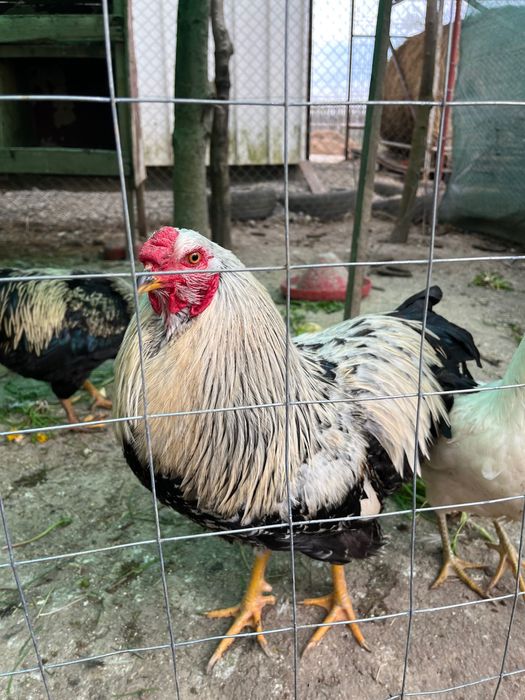 CocoșI de vânzare