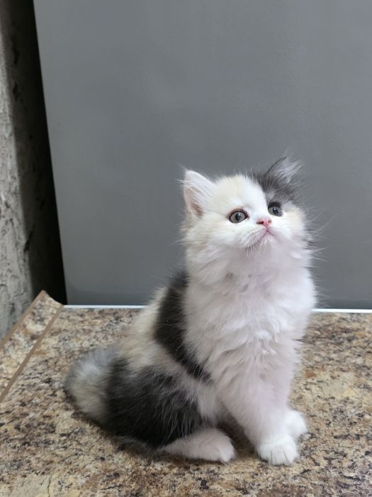 Продаётся котёнок хайленд две девочки и мальчик