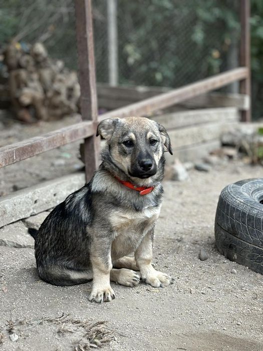 Подарява се сладичък ЛЕО