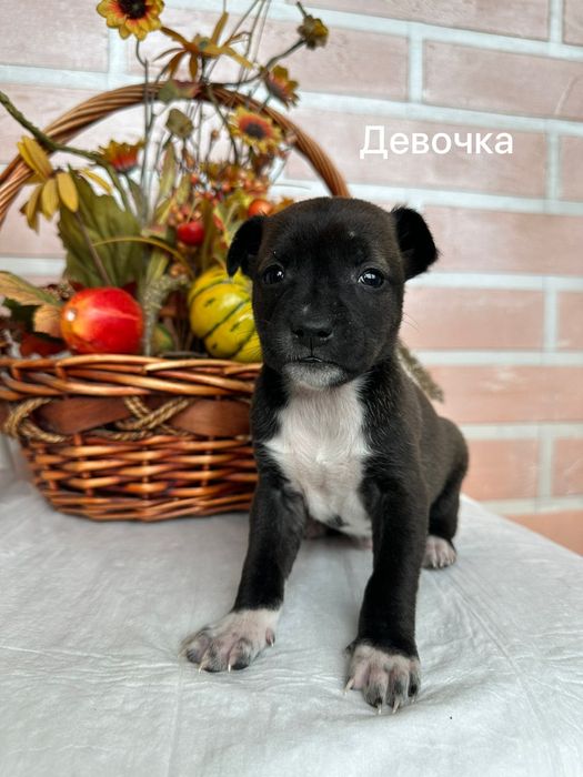 Щенки в поиске дома