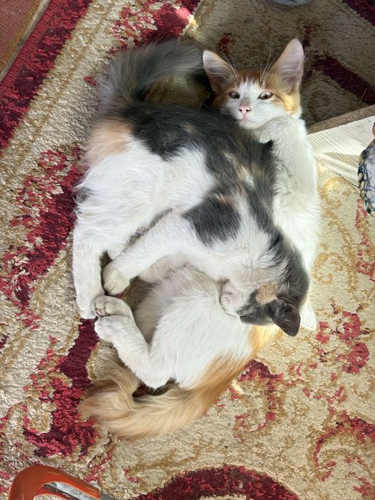 Отдам серого котенка бесплатно Талапкер