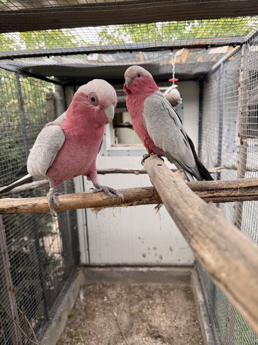 Pui papagal rosa kakadu crescut la seringa