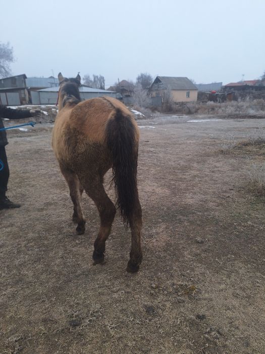 Продам кабылку  рысачьку