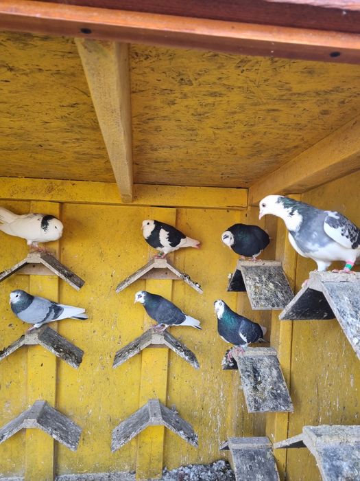 Porumbei birmigham rolleri