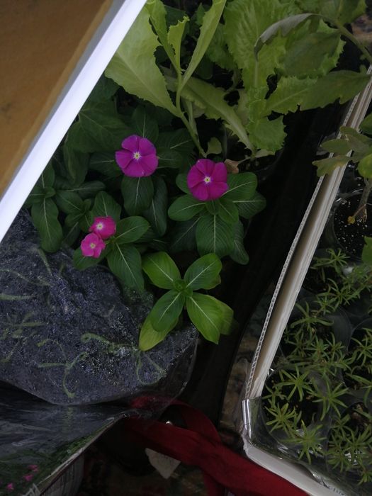 Катарантус разные рацветки по 500т