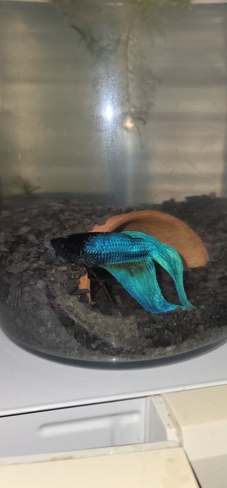 Betta Splendens Veiltail XL – Turquoise Blue