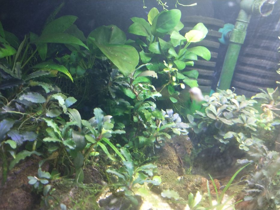 Lampi led acvariu,plante naturale