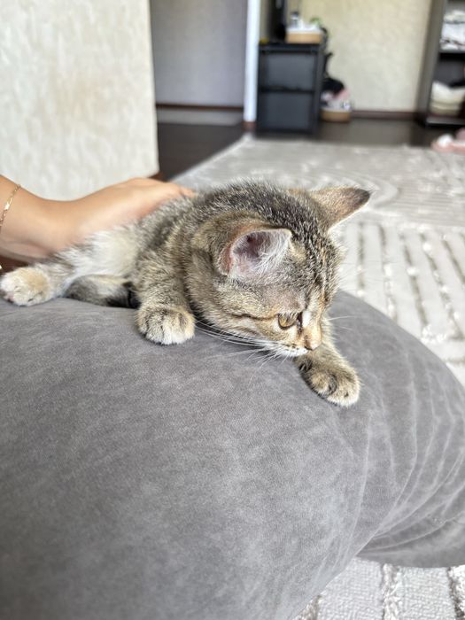 Отдам котенка в хорошие руки