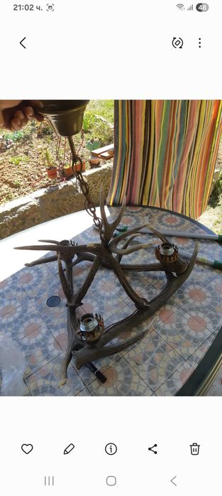 Полилей от еленови рога