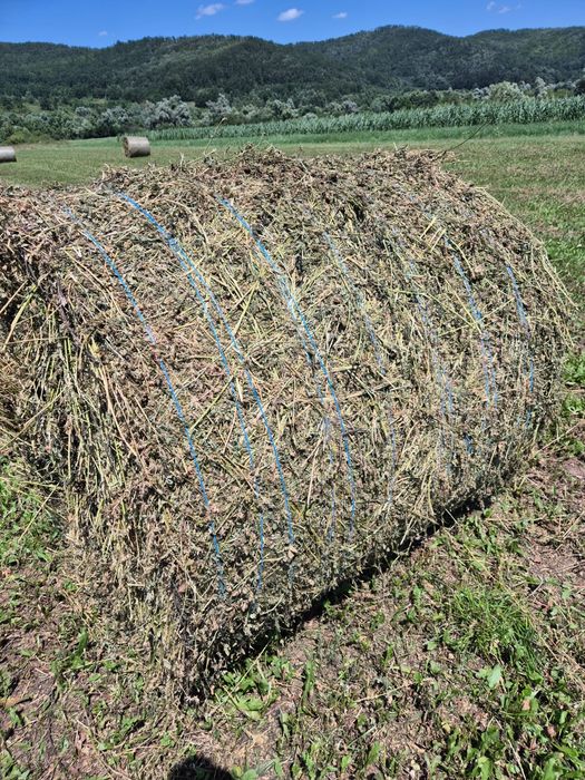 Baloti rotunzi lucerna 120x120