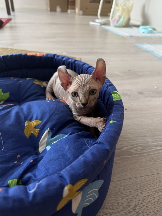 Продажа котенка эльф сфинкс