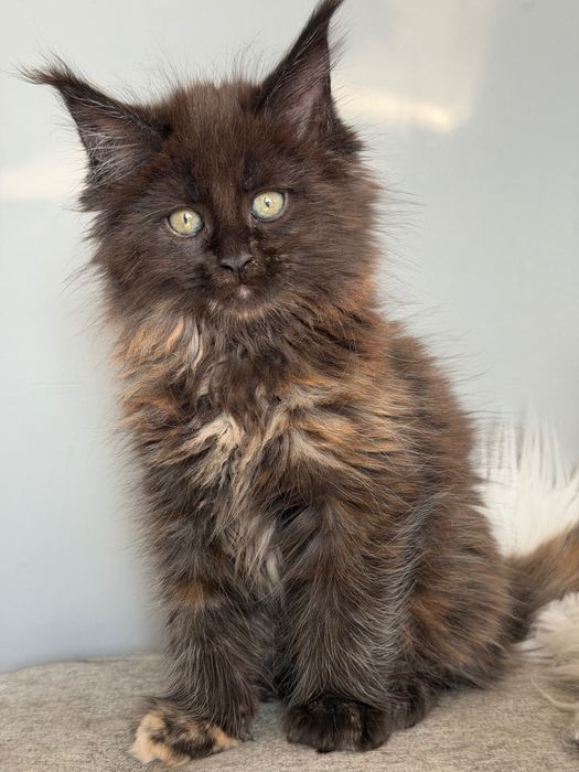 Мейн кун котенца / Мейн куун котенца / Maine coon kittens