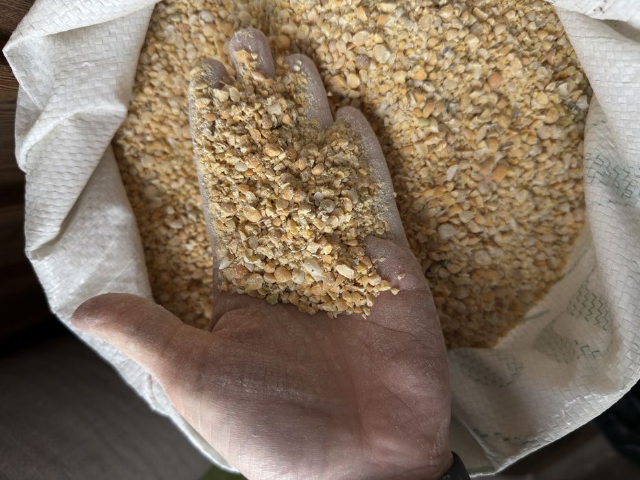 Горох в мешках чистый