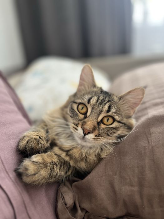 Домашняя кошка в добрые руки